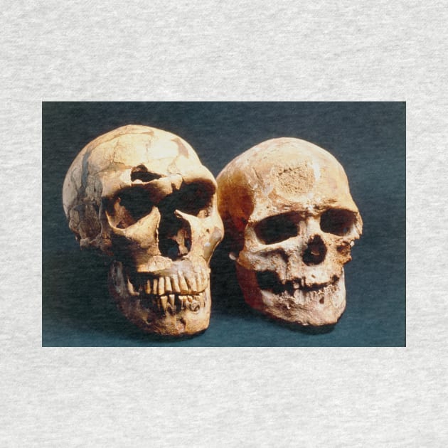 Neanderthal and Cro-Magnon 1 skulls (E438/0005) by SciencePhoto